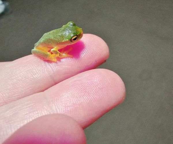 What Do Baby Tree Frogs Eat: Exploring the Dietary Habit!